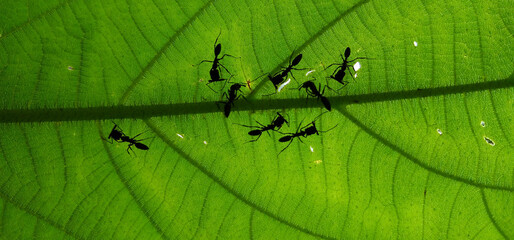 Trap-jaw ants (Odontomachus) on a leaf