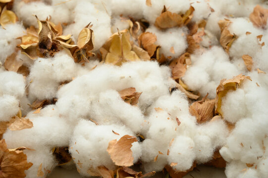 綿花(コットン）のイメージ