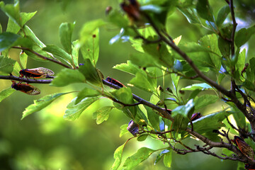 Closeup shot of cicadas on tree branches