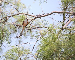 A Scissor-Tailed Flycatcher Near the Entrance to Caprock Canyon State Park Near Quitaque, Texas
