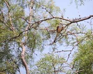A Scissor-Tailed Flycatcher Near the Entrance to Caprock Canyon State Park Near Quitaque, Texas
