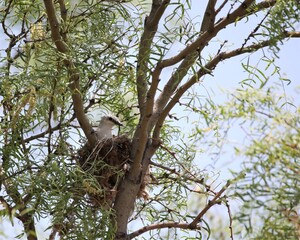 A Scissor-Tailed Flycatcher Perched on Its Nest Feeding Its Young