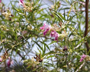 Beautiful Blooms on a Tree at the Entrance to Caprock Canyon State Park Near Quitaque, Texas