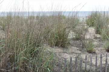 Sand Dunes at Rehoboth Beach, Delaware
