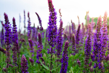 Sage close up. Medicinal herb. Lilac flower.