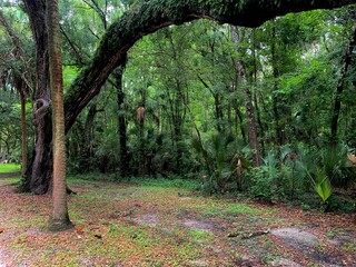 Summer in the Forest