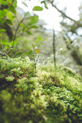 Green Moss on Greenstone Track, Fiordland National Park, New Zealand	