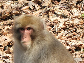 Obraz premium 白神山地のニホンザル