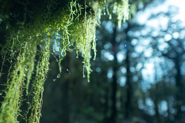 Moss on Greenstone Track, Fiordland National Park, New Zealand