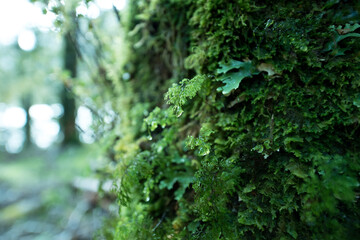 Fototapeta na wymiar Moss on Greenstone Track, Fiordland National Park, New Zealand