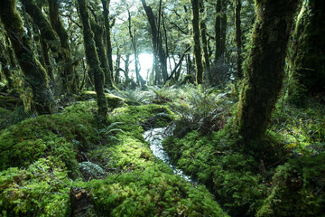 Obraz premium Native Forest on Greenstone Track, Fiordland National Park, New Zealand