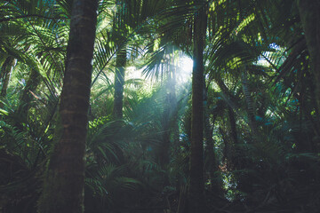 Heaphy Track, Kahurangi National Park, West Coast, New Zealand