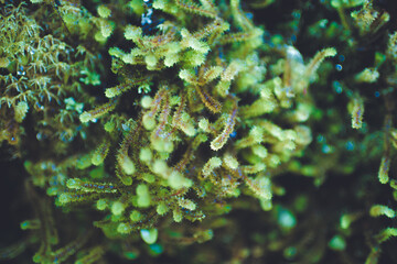 Moss on Heaphy Track, Kahurangi National Park, New Zealand