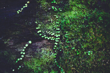 Moss on Heaphy Track, Kahurangi National Park, New Zealand