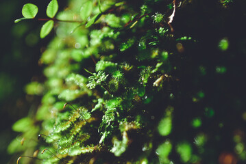 Moss on Heaphy Track, Kahurangi National Park, New Zealand