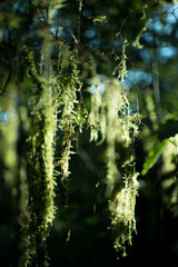 Moss on Oparara Basin, Kahurangi National Park, New Zealand