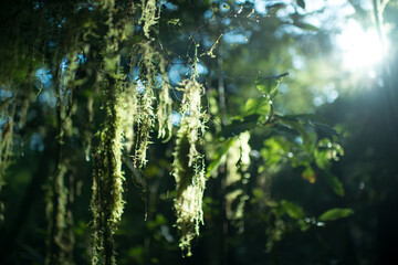 Moss on Oparara Basin, Kahurangi National Park, New Zealand