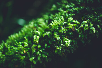 Moss on Oparara Basin, Kahurangi National Park, New Zealand
