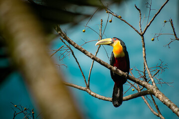 Tucan