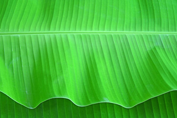 Fresh banana leaf background