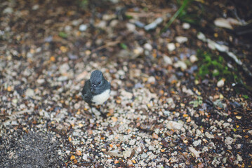 New Zealand Robin "Toutouwai" on Oparara Basin, Kahurangi National Park, West Coast, New Zealand