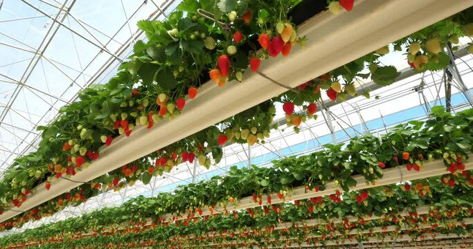 Strawberries growing under green houses in southern France.