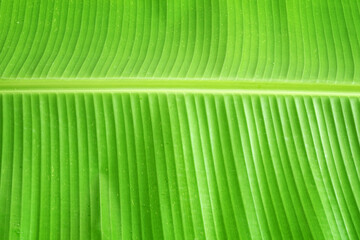 Fresh banana leaf background