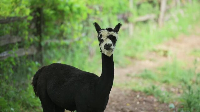 Black and white alpaca discovering a threat and going into survival mode.