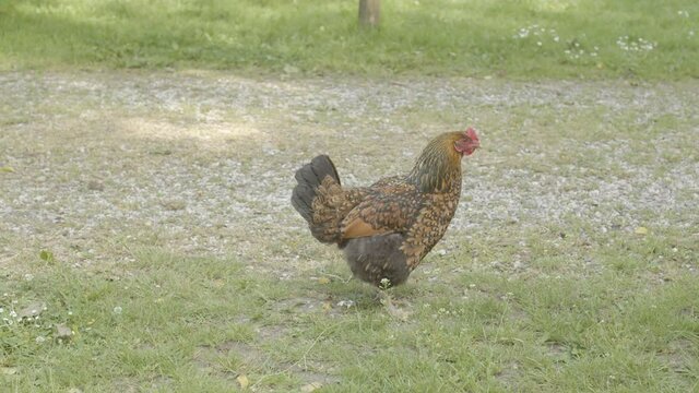 chicken (Gallus gallus domesticus) walking over grassy surface and pooping