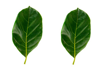 Isolated leaves jack fruit on the white background