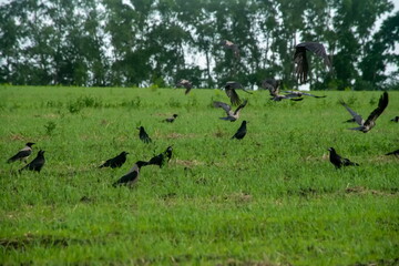 a flock of blackbirds crows and rooks feed in a flock in a farmer's field