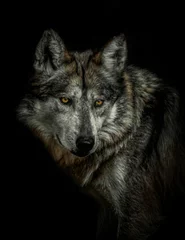 Fotobehang Vertical shot of a wolf with yellow eyes isolated on a black background © Maikel Valle/Wirestock
