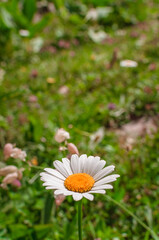 Marguerite