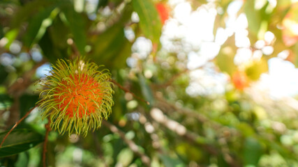 Rambutan fruit in agriculture garden , freshness fruit garden , fruit garden in sunshine day.