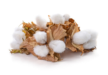 Cotton plant flower isolated on white background