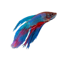 siamese fighting fish, betta isolated on white background.