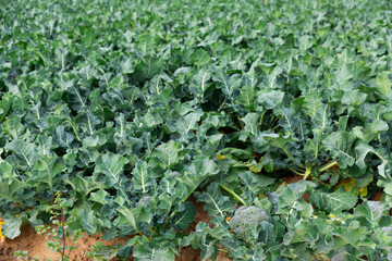 Field of ripe organically grown broccoli on a sunny spring day. Growing organic vegetables