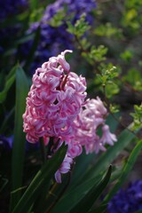 Fototapeta premium pinky flower