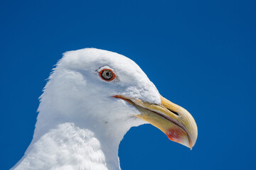 Closeup of a Black Backed Gull bird 