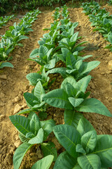 farming tobacco