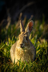Rabbit in the grass