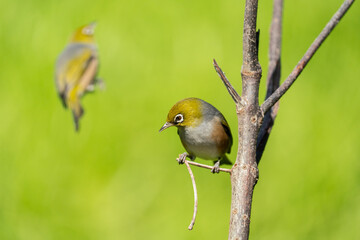 Close up of a Silvereye also known as a wax-eye or white-eye bird