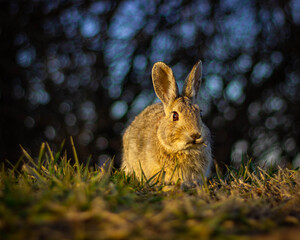 Golden bunny