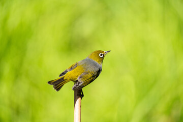 Close up of a Silvereye also known as a wax-eye or white-eye bird