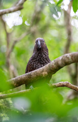A Kaka Parrot bird in a tree in New Zealand