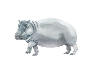 Watercolor grey hippopotamus isolated on white background. Hand drawn realistic illustration