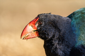 Close up of a rare Takahe bird in New Zealand