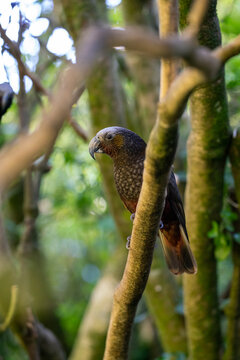A Kaka parrot bird on a branch in New Zealand
