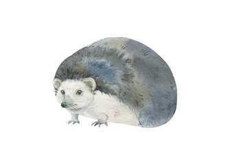 Watercolor hedgehog isolated on white background. Hand drawn realistic illustration