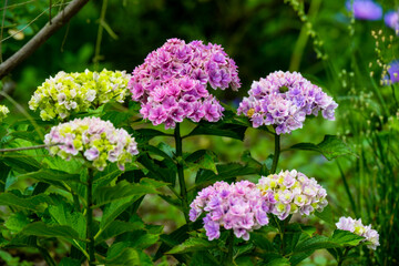 大神のアジサイ